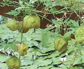フウセンカズラ・サツマイモ　緑のカーテンにお勧めの植物⑤